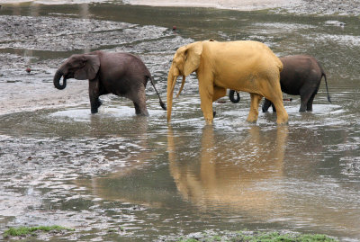 ELEPHANT - FOREST ELEPHANT - DZANGHA BAI - DZANGHA NDOKI NP - CENTRAL AFRICAN REPUBLIC (154).JPG