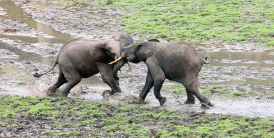 ELEPHANT - FOREST ELEPHANT - DZANGHA BAI - DZANGHA NDOKI NP - CENTRAL AFRICAN REPUBLIC (158).JPG