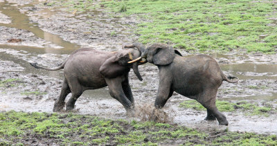 ELEPHANT - FOREST ELEPHANT - DZANGHA BAI - DZANGHA NDOKI NP - CENTRAL AFRICAN REPUBLIC (160).JPG