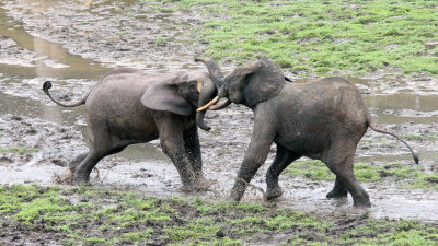 ELEPHANT - FOREST ELEPHANT - DZANGHA BAI - DZANGHA NDOKI NP - CENTRAL AFRICAN REPUBLIC (161).JPG