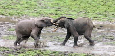 ELEPHANT - FOREST ELEPHANT - DZANGHA BAI - DZANGHA NDOKI NP - CENTRAL AFRICAN REPUBLIC (167).JPG