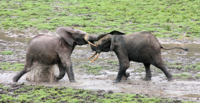 ELEPHANT - FOREST ELEPHANT - DZANGHA BAI - DZANGHA NDOKI NP - CENTRAL AFRICAN REPUBLIC (168).JPG