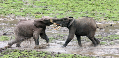 ELEPHANT - FOREST ELEPHANT - DZANGHA BAI - DZANGHA NDOKI NP - CENTRAL AFRICAN REPUBLIC (169).JPG
