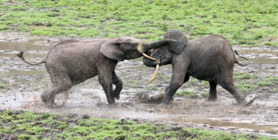 ELEPHANT - FOREST ELEPHANT - DZANGHA BAI - DZANGHA NDOKI NP - CENTRAL AFRICAN REPUBLIC (171).JPG
