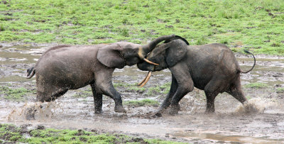 ELEPHANT - FOREST ELEPHANT - DZANGHA BAI - DZANGHA NDOKI NP - CENTRAL AFRICAN REPUBLIC (172).JPG