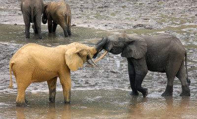 ELEPHANT - FOREST ELEPHANT - DZANGHA BAI - DZANGHA NDOKI NP - CENTRAL AFRICAN REPUBLIC (175).JPG