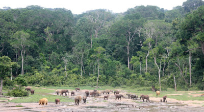 ELEPHANT - FOREST ELEPHANT - DZANGHA BAI - DZANGHA NDOKI NP - CENTRAL AFRICAN REPUBLIC (178).JPG