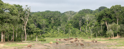 ELEPHANT - FOREST ELEPHANT - DZANGHA BAI - DZANGHA NDOKI NP - CENTRAL AFRICAN REPUBLIC (183).JPG