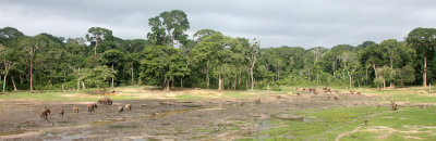 ELEPHANT - FOREST ELEPHANT - DZANGHA BAI - DZANGHA NDOKI NP - CENTRAL AFRICAN REPUBLIC (186).JPG
