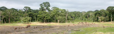 ELEPHANT - FOREST ELEPHANT - DZANGHA BAI - DZANGHA NDOKI NP - CENTRAL AFRICAN REPUBLIC (187).JPG
