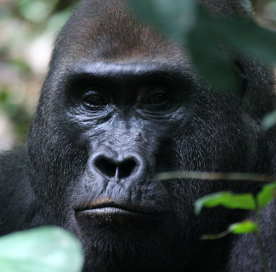 Lowland Gorillas of Dzanga-Ndoki National Park