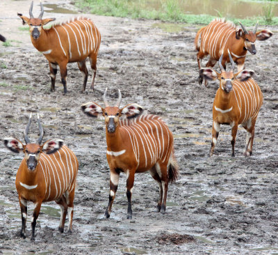 BOVID - BONGO - DZANGA BAI DZANGA NDOKI NATIONAL PARK CENTRAL AFRICAN REPUBLIC (33).JPG