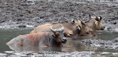 BOVID - BUFFALO - FOREST BUFFALO - DZANGA BAI - DZANGA NDOKI NATIONAL PARK CENTRAL AFRICAN REPUBLIC (38).JPG