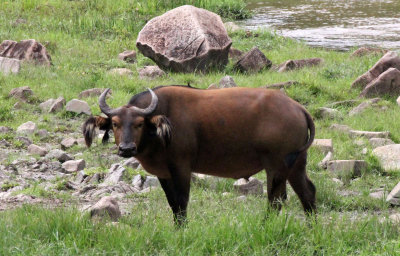 BOVID - BUFFALO - FOREST BUFFALO - DZANGA NDOKI NATIONAL PARK CENTRAL AFRICAN REPUBLIC (2).JPG