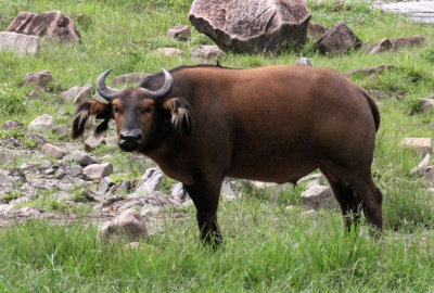 BOVID - BUFFALO - FOREST BUFFALO - DZANGA NDOKI NATIONAL PARK CENTRAL AFRICAN REPUBLIC (4).JPG