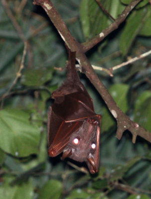 CHIROPTERA - Hammerhead Bat - Hypsignathus monstrosus - DZANGA NDOKI NATIONAL PARK CENTRAL AFRICAN REPUBLIC (1).JPG