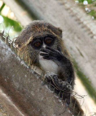 PRIMATE - DE BRAZZA'S MONKEY - BAYANGA VILLAGE -DZANGA NDOKI NATIONAL PARK CENTRAL AFRICAN REPUBLIC (13).JPG