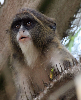 PRIMATE - DE BRAZZA'S MONKEY - BAYANGA VILLAGE -DZANGA NDOKI NATIONAL PARK CENTRAL AFRICAN REPUBLIC (8).JPG