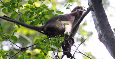 PRIMATE - MANGABEY - AGILE MANGABEY - DZANGHA NDOKI NATIONAL PARK - CENTRAL AFRICAN REPUBLIC (1).JPG