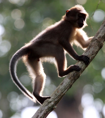 PRIMATE - MANGABEY - AGILE MANGABEY - DZANGHA NDOKI NATIONAL PARK - CENTRAL AFRICAN REPUBLIC (42).JPG