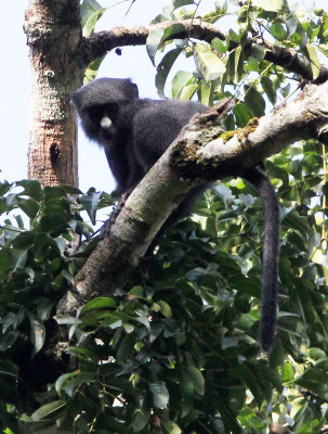 PRIMATE - PUTTY-NOSED MONKEY - DZANGA BAI DZANGA NDOKI NATIONAL PARK CENTRAL AFRICAN REPUBLIC (8).JPG