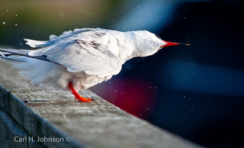 Common Tern