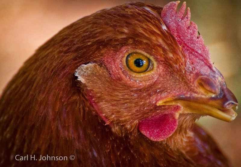 chicken (Gallus gallus domesticus)