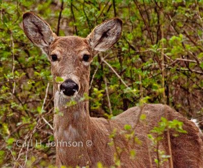 White-tailed deer (Odocoileus virginianus)