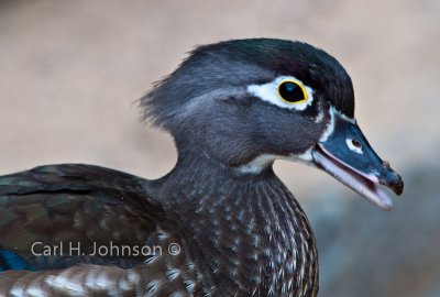 female wood duck