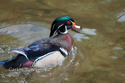 male wood duck