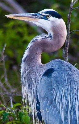 Great Blue Heron (Ardea herodias)