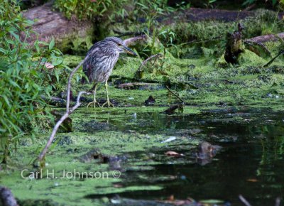 Black-Crowned Night-Heron