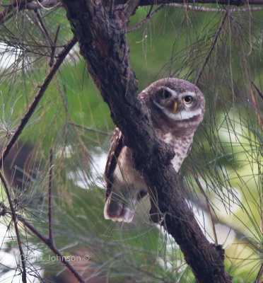 Spotted Owlet