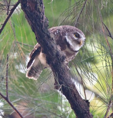  Spotted Owlet