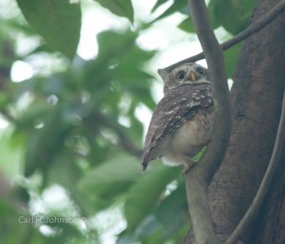 The Spotted Owlet