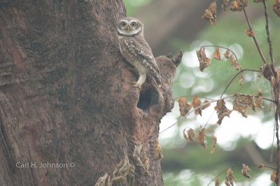 The Spotted Owlet (Athene brama)