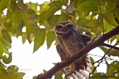 The Spotted Owlet (Athene brama)