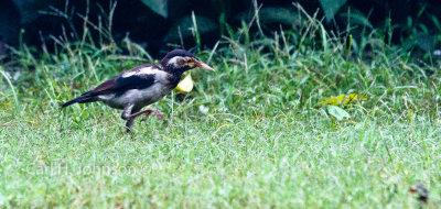 Pied Cuckoo