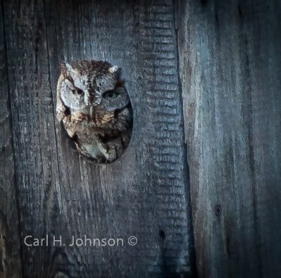 screech owl
