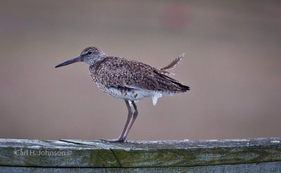 sandpiper