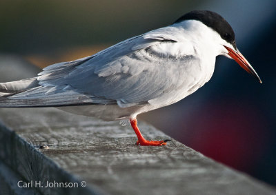 Common Tern (Sterna hirundo)  - series