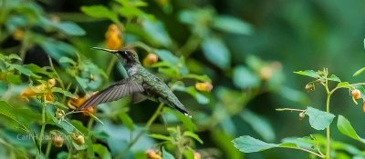 female ruby throated hummingbird (Archilochus colubris) 