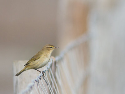 Iberische tjiftjaf / Iberian Chiffchaff / Phylloscopus ibericus