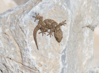 Muurgekko / Moorish Wall Gecko / Tarentola mauritanica