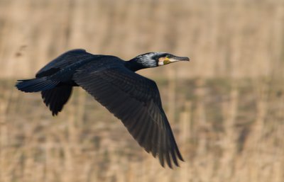 Aalscholver / Great Cormorant / Phalacrocorax carbo