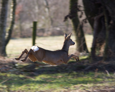 Ree / Roe Deer / Capreolus capreolus