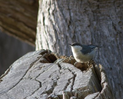 Pygmy Nuthatch / Dwergboomklever / Sitta pygmaea