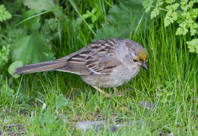 Golden-crowned Sparrow / Goudkruingors / Zonotrichia atricapilla