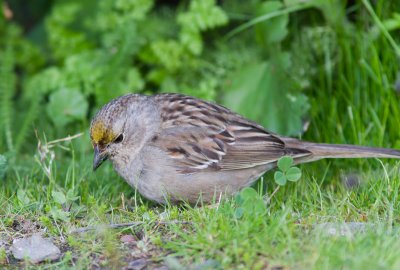 Golden-crowned Sparrow / Goudkruingors / Zonotrichia atricapilla