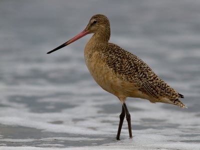 Shorebirds / Steltlopers